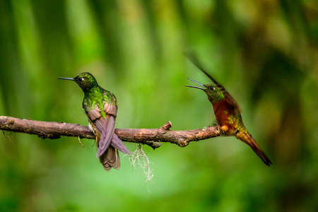 Hummingbird (Trochilidae) Flying gems ecuador costa rica panamaの写真素材
