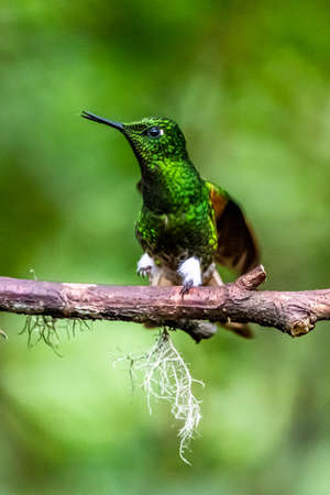 Hummingbird (Trochilidae) Flying gems ecuador costa rica panamaの写真素材