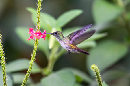 Hummingbird (Trochilidae) Flying gems ecuador costa rica panamaの写真素材