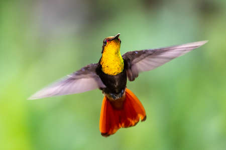 Hummingbird (Trochilidae) Flying gems ecuador costa rica panamaの写真素材