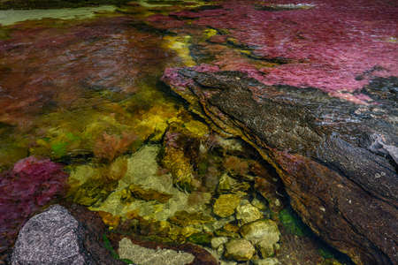 The rainbow river or five colors river is in Colombia one of the most beautiful nature places, is...