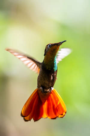 Hummingbird (Trochilidae) Flying gems ecuador costa rica panamaの写真素材