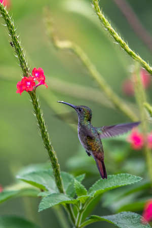 Hummingbird (Trochilidae) Flying gems ecuador costa rica panamaの写真素材