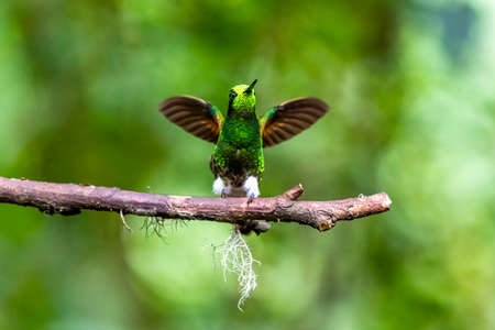 Hummingbird (Trochilidae) Flying gems ecuador costa rica panamaの写真素材