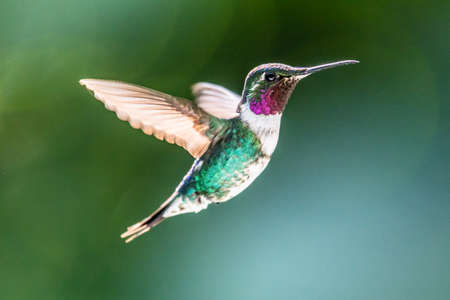 Hummingbird (Trochilidae) Flying gems ecuador costa rica panamaの写真素材