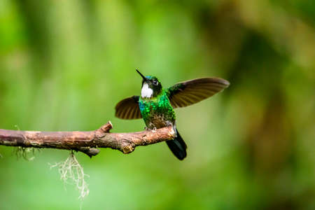 Hummingbird (Trochilidae) Flying gems ecuador costa rica panamaの写真素材