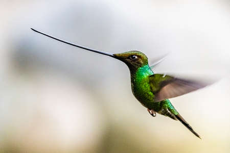 Hummingbird (Trochilidae) Flying gems ecuador costa rica panama