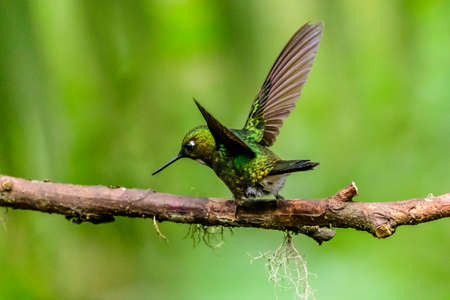 Hummingbird (Trochilidae) Flying gems ecuador costa rica panamaの写真素材
