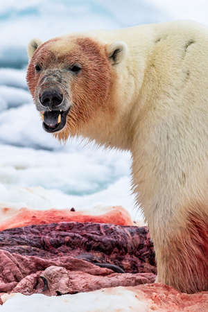 Polar Bear (Ursus maritimus) Spitsbergen North Oceanの写真素材