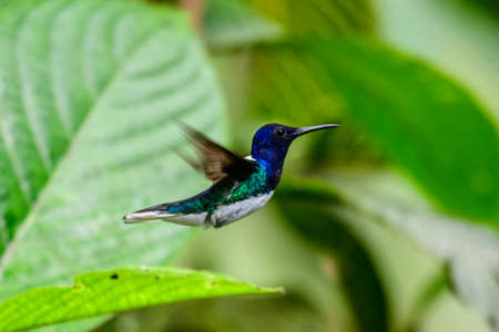 Blue hummingbird Violet Sabrewing flying next to beautiful red flower. Tinny bird fly in jungle....