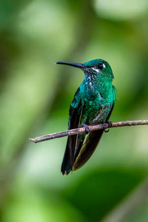 Hummingbird (Trochilidae) Flying gems ecuador costa rica panamaの写真素材