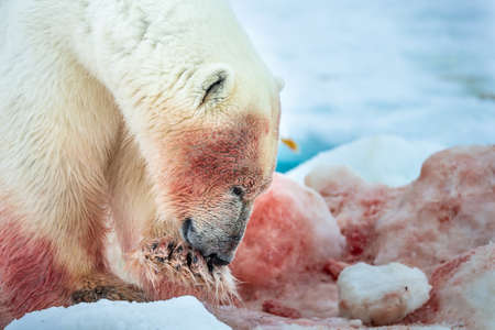 Polar Bear (Ursus maritimus) Spitsbergen North Oceanの写真素材