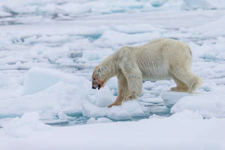 Polar Bear (Ursus maritimus) Spitsbergen North Oceanの写真素材