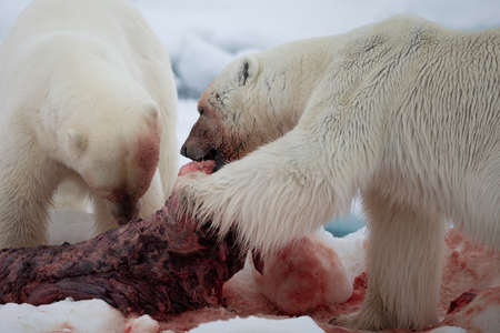 Polar Bear (Ursus maritimus) Spitsbergen North Oceanの写真素材