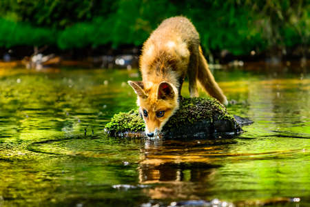 Red fox, vulpes vulpes, adult fox with young