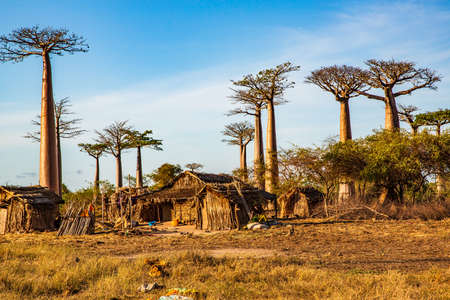Beautiful Baobab trees at sunset at the avenue of the baobabs in Madagascarの写真素材