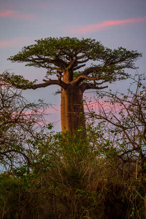 Beautiful Baobab trees at sunset at the avenue of the baobabs in Madagascarの写真素材