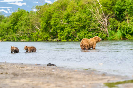Ruling the landscape, brown bears of Kamchatka (Ursus arctos beringianus)