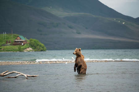 Ruling the landscape, brown bears of Kamchatka (Ursus arctos beringianus)の写真素材