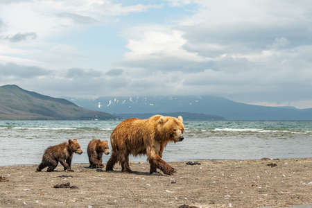 Ruling the landscape, brown bears of Kamchatka (Ursus arctos beringianus)の写真素材