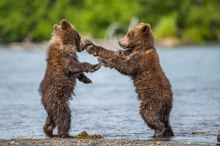 Ruling the landscape, brown bears of Kamchatka (Ursus arctos beringianus)の写真素材