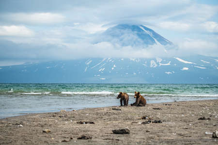 Ruling the landscape, brown bears of Kamchatka (Ursus arctos beringianus)の写真素材