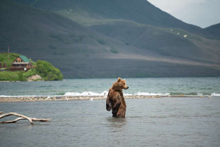 Ruling the landscape, brown bears of Kamchatka (Ursus arctos beringianus)