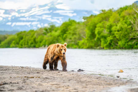 Ruling the landscape, brown bears of Kamchatka (Ursus arctos beringianus)の写真素材