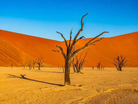 Dead Camelthorn Trees against red dunes and blue sky in Deadvlei, Sossusvlei. Namib-Naukluft National Park, Namibia, Africaの素材 [FY310165492437]