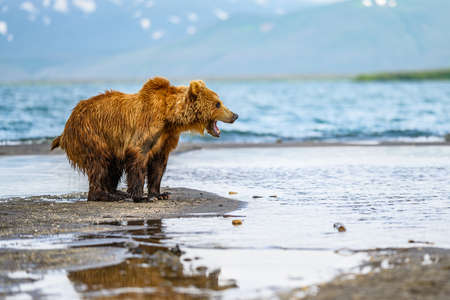 Ruling the landscape, brown bears of Kamchatka (Ursus arctos beringianus)の写真素材