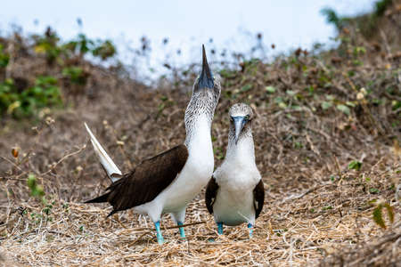 Blue-footed Booby (sula nebouxii) on Isla de la Plata, Ecuadorの写真素材