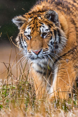 Siberian Tiger running. Beautiful, dynamic and powerful photo of this majestic animal. Set in environment typical for this amazing animal. Birches and meadowsの写真素材