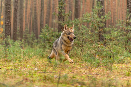Lone wolf running in autumn forest Czech Republic