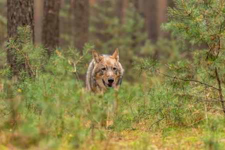 Lone wolf running in autumn forest Czech Republic