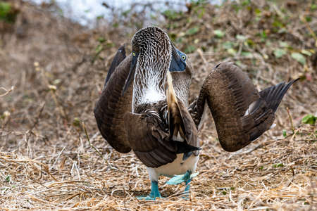 Blue-footed Booby (sula nebouxii) on Isla de la Plata, Ecuadorの写真素材