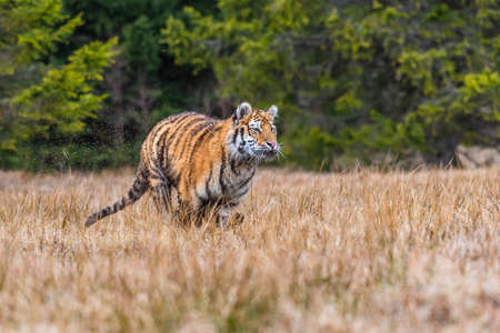 Siberian Tiger running. Beautiful, dynamic and powerful photo of this majestic animal. Set in...
