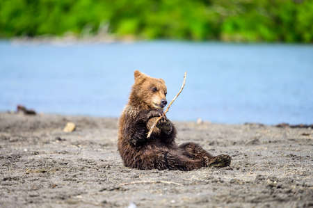 Ruling the landscape, brown bears of Kamchatka (Ursus arctos beringianus)の写真素材