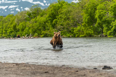 Ruling the landscape, brown bears of Kamchatka (Ursus arctos beringianus)の写真素材