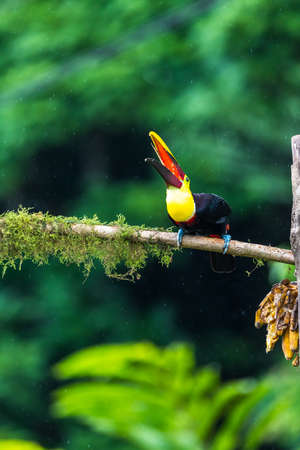 Keel-billed Toucan - Ramphastos sulfuratus, large colorful toucan from Costa Rica forest with very colored beak.の写真素材