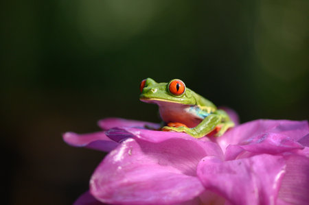 Red-eyed Tree Frog, Agalychnis callidryas, animal with big red eyes, in the nature habitat, Panama....