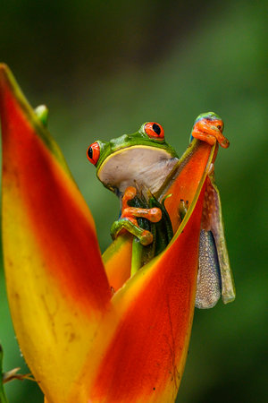 Red-eyed Tree Frog, Agalychnis callidryas, animal with big red eyes, in the nature habitat, Panama. Beautiful frog in the forest, exotic animal from central America on the red flower.の写真素材