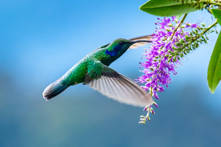 Blue hummingbird Violet Sabrewing flying next to beautiful red flower. Tinny bird fly in jungle. Wildlife in tropic Costa Rica. Two bird sucking nectar from bloom in the forest. Bird behaviorの写真素材
