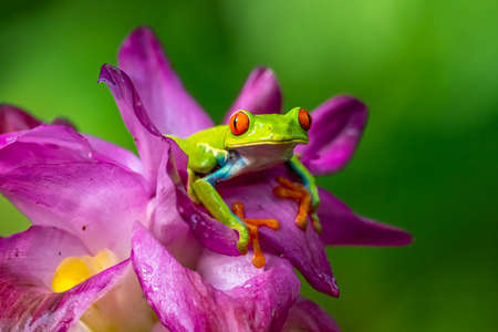 Red-eyed Tree Frog, Agalychnis callidryas, sitting on the green leave in a tropical forest in Costa...