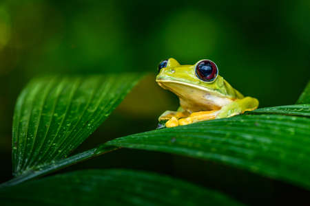 Gliding tree frog (Agalychnis spurrelli) is a species of frog in the Hylidae family. It is found in...