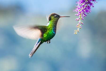 Blue hummingbird Violet Sabrewing flying next to beautiful red flower. Tinny bird fly in jungle....