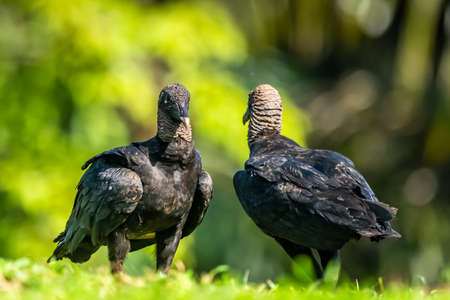 King vulture, Sarcoramphus papa, large bird found in Central and South America. Flying bird, forest...