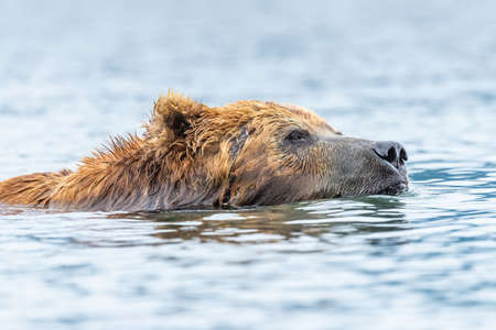 Ruling the landscape, brown bears of Kamchatka (Ursus arctos beringianus)の写真素材