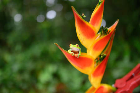 Red-eyed Tree Frog, Agalychnis callidryas, animal with big red eyes, in the nature habitat, Panama. Beautiful frog in the forest, exotic animal from central America on the red flower.の写真素材