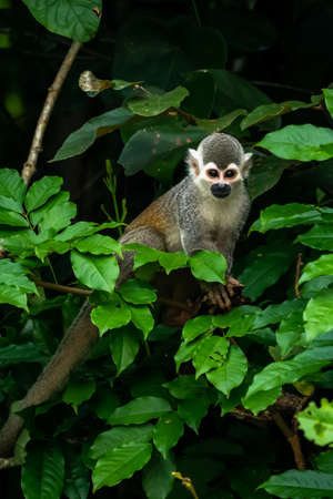 Squirrel monkey, Saimiri oerstedii, sitting on the tree trunk with green leaves, Corcovado NP, Costa...