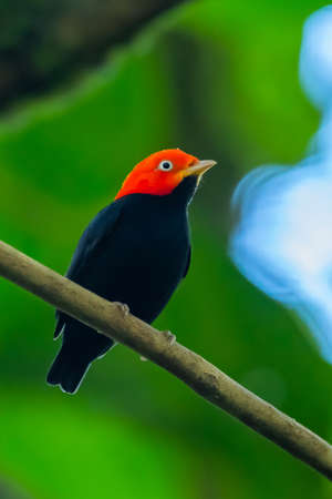 Red-capped Manakin, Pipra mentalis, rare bizar bird, Nelize, Central America. Wildlife scene from nature. Birdwatching in Belize.の写真素材